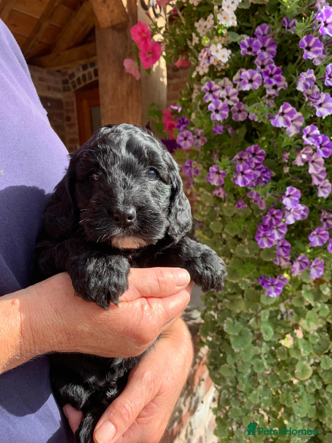 Cockapoo dogs for sale: Stunning Black Cockapoos - Advert 1