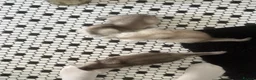 Scottish Fold cats for sale: 4 x SILVER CHINCHILLA SCOTTISH FOLD/STRAIGHT - Advert 7