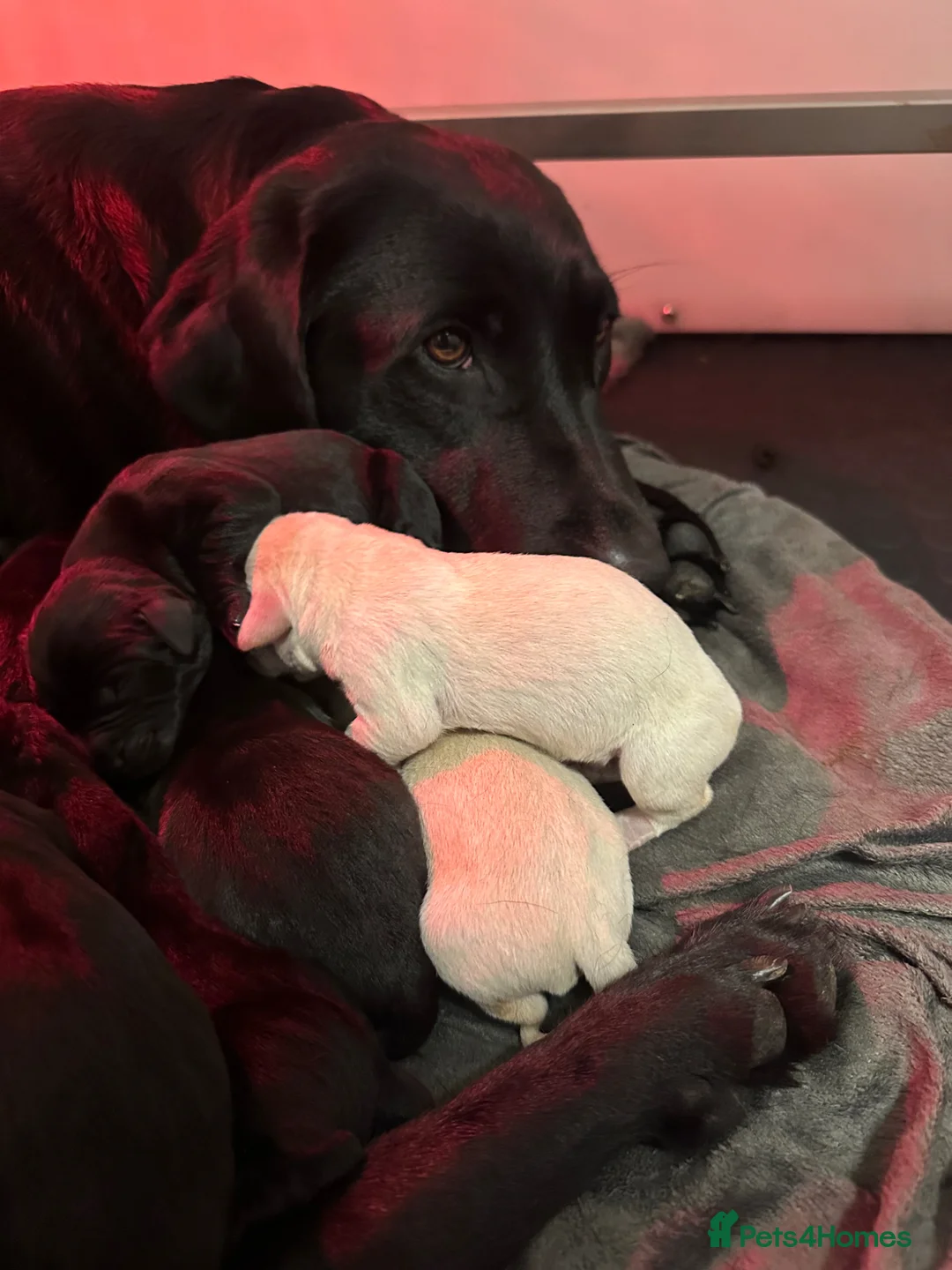 Labrador Retriever dogs for sale: International FTCH sired working Labrador pups  in Liverpool - Advert 1