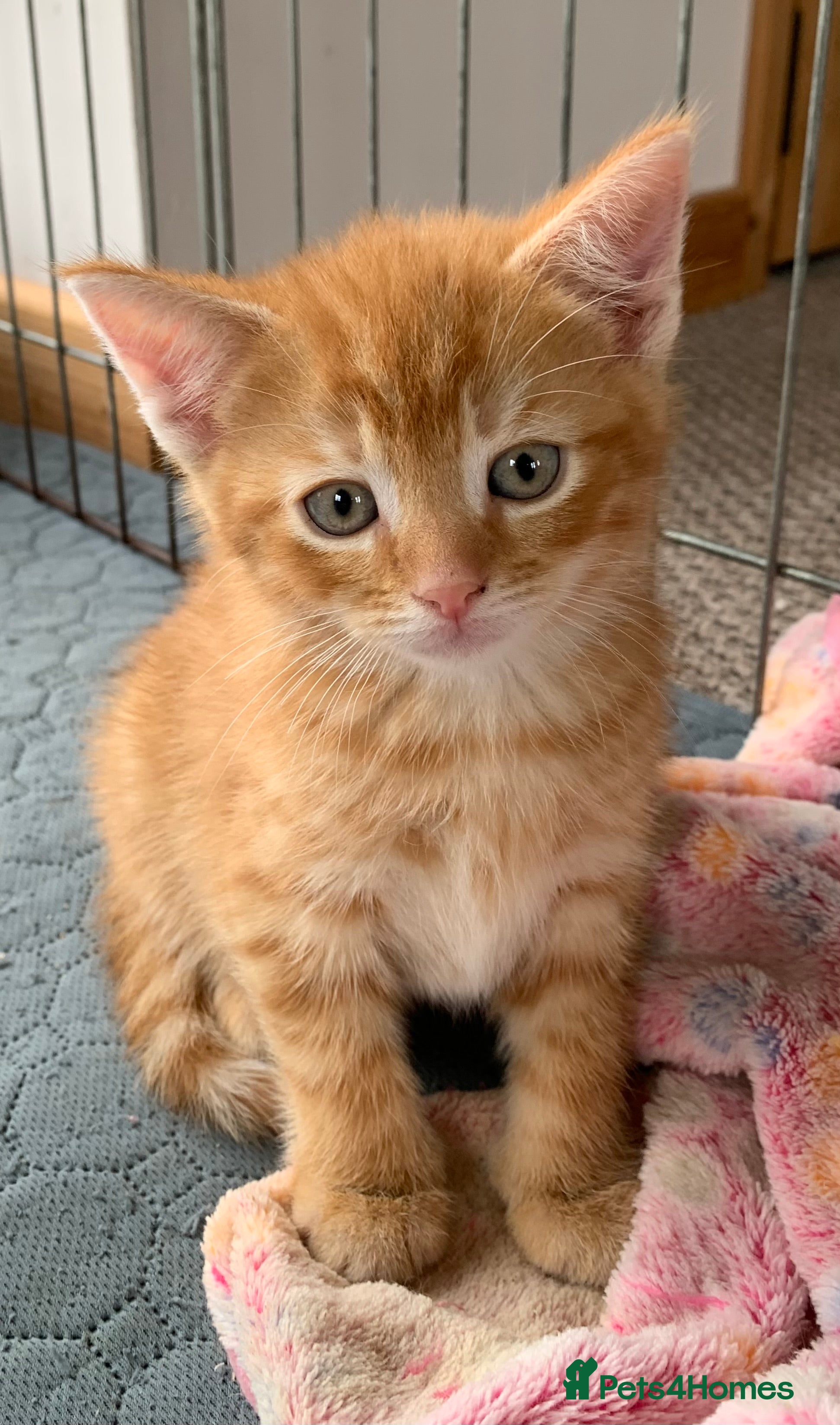 Mixed Breed cats Gorgeous kittens ready for new homes! - Advert 18