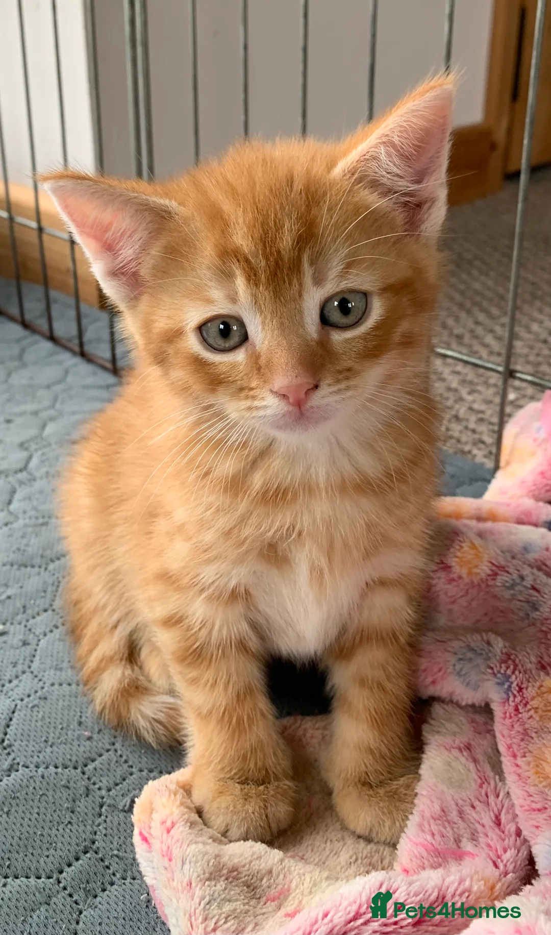 Mixed Breed cats for sale: Gorgeous kittens ready for new homes! - Advert 1