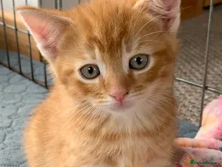 Mixed Breed cats Gorgeous kittens ready for new homes! - Advert 3