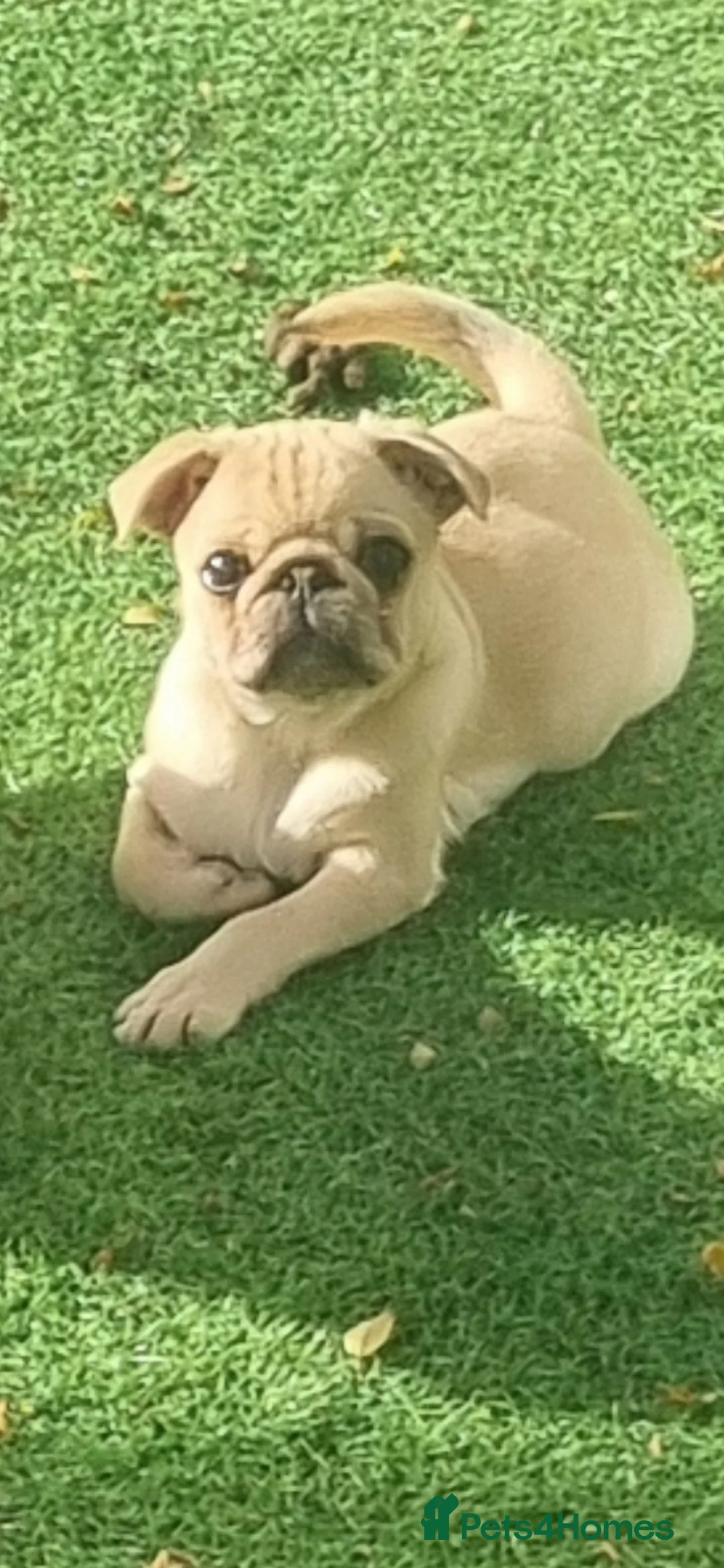 Pug dogs for sale: Little guy looking for his new forever home - Advert 2