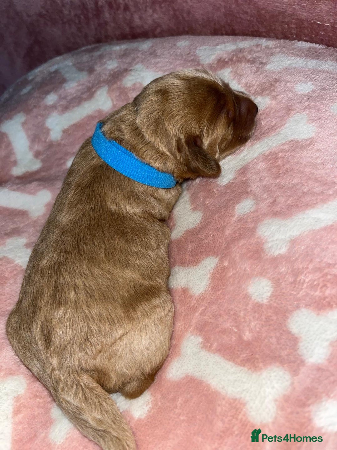 Cockapoo dogs for sale: 🌸3 gorgeous Chunky Cockapoos 🌸 - Image 14