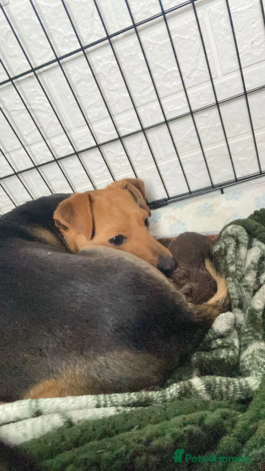 Jack Russell dogs for sale: Gorgeous jack Russell puppies - Advert 1