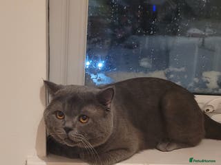 British Shorthair cats BRITISH SHORTHAIR MALE FOR SALE - Advert 1
