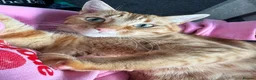 British Longhair cats for sale: Two ginger twin sisters free to a new home  - Advert 2