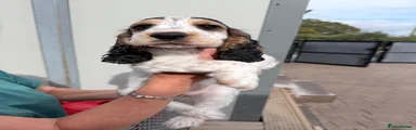 Cocker Spaniel 2