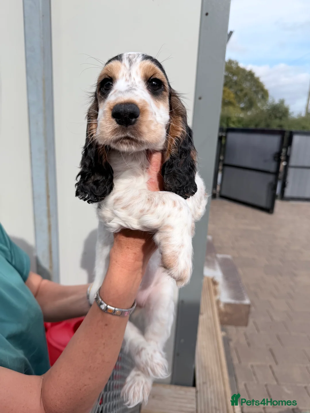 Cocker Spaniel dogs for sale: Kc reg cocker spaniel puppies - Advert 2