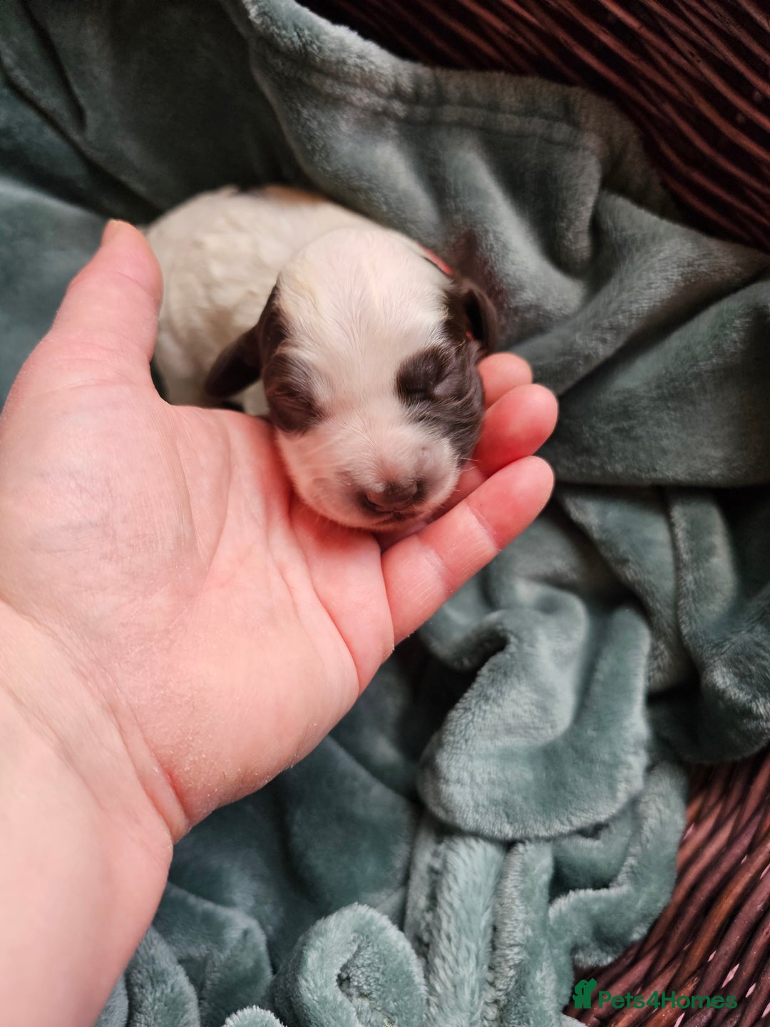 Cocker Spaniel dogs for sale: Chocolate roan working cocker spaniel puppies  - Image 15