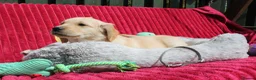 Golden Retriever dogs for sale: READY TO LEAVE Litter of Golden Retriever puppies - Advert 27