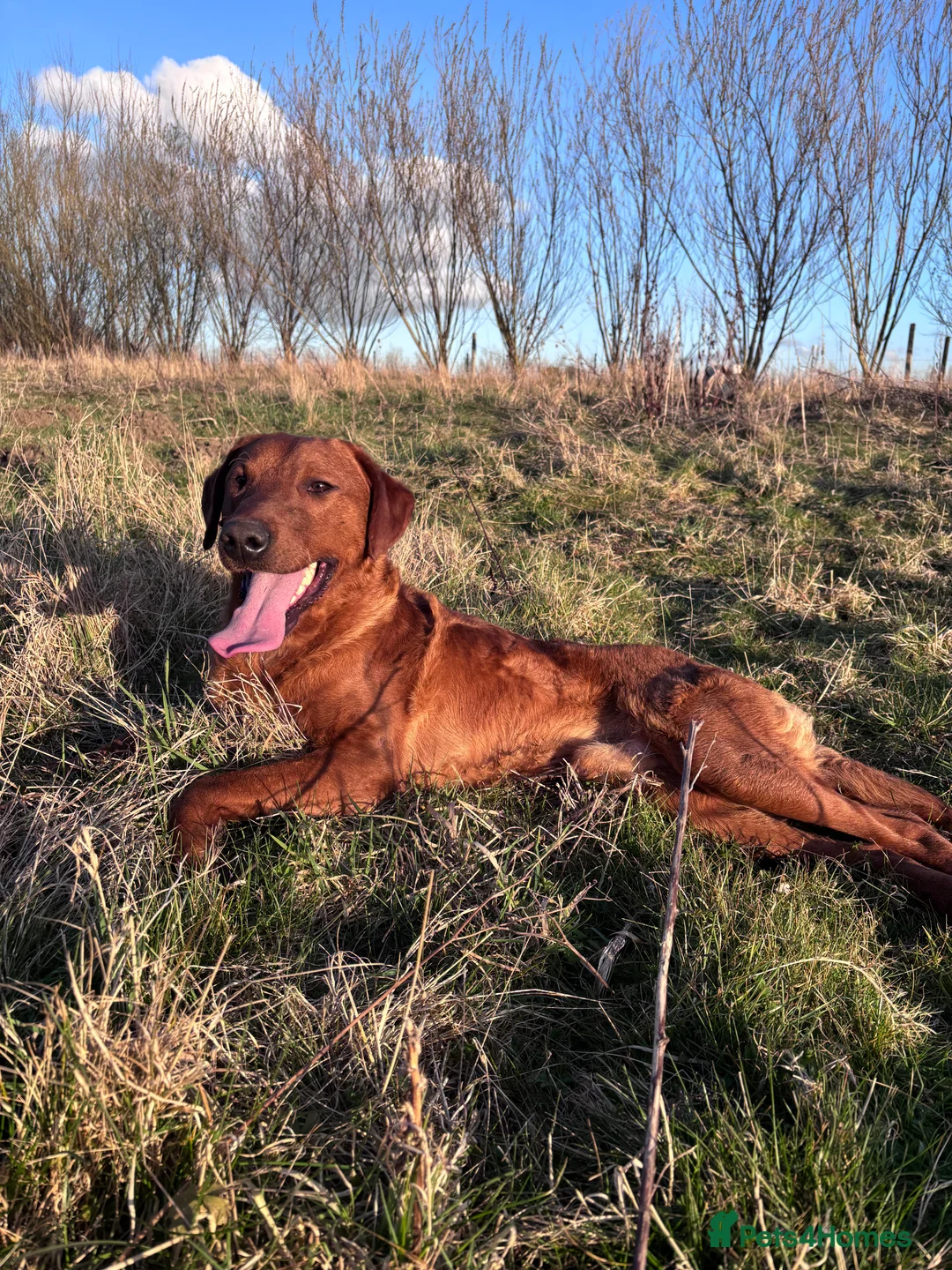 Labrador Retriever dogs for stud: FULLY HEALTH TESTED DARK RED STUD in Tadcaster - Advert 10