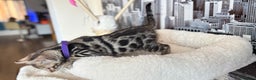 Bengal cats for sale: 🐆Beautiful Purebred Bengal Kitten  🐾 - Advert 11