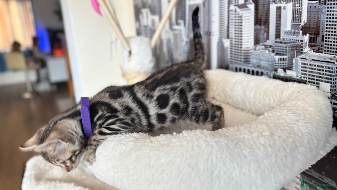 Bengal cats for sale: 🐆Beautiful Purebred Bengal Kitten  🐾 - Advert 11