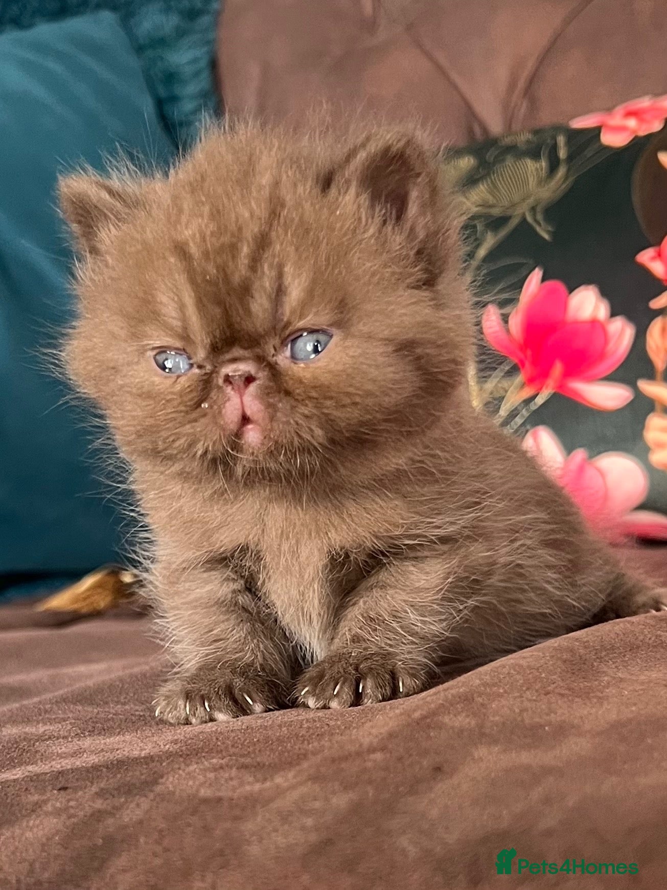 Persian cats Litter of Persian & Exotic Kittens Available  - Advert 16