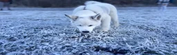 Siberian Husky dogs for stud: Siberian Husky for Stud - Advert 16