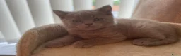 British Shorthair cats for sale: Lilac British short hair Boy - Advert 5
