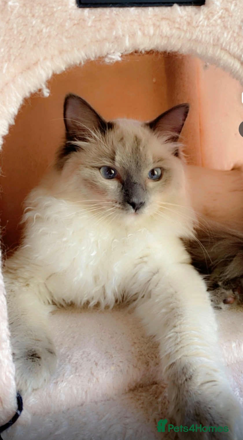 Ragdoll cats 😻Ragdoll kittens 💕 - Advert 13