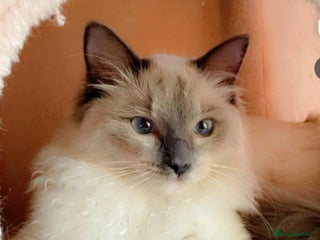 Ragdoll cats 😻Ragdoll kittens 💕 - Advert 9