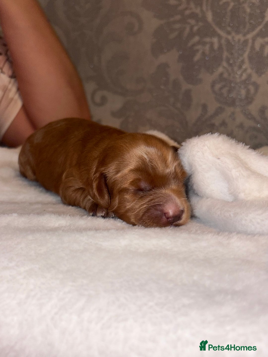 Cockapoo dogs for sale: F1B Cockapoo’s - Advert 11