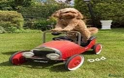 Cavapoo dogs for sale: !Ready now! F1 cavapoos kc reg parents - Image 17