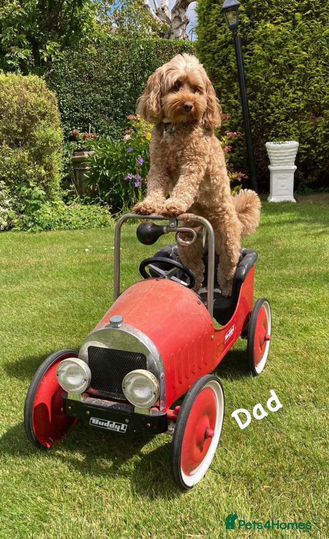 Cavapoo dogs for sale: !Ready now! F1 cavapoos kc reg parents - Image 17