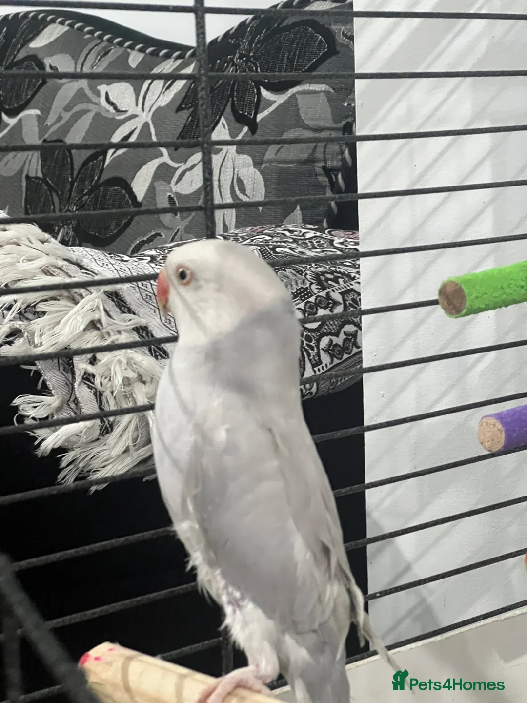 Parrots birds for sale: Grey Indian ringneck Parrot - Advert 3