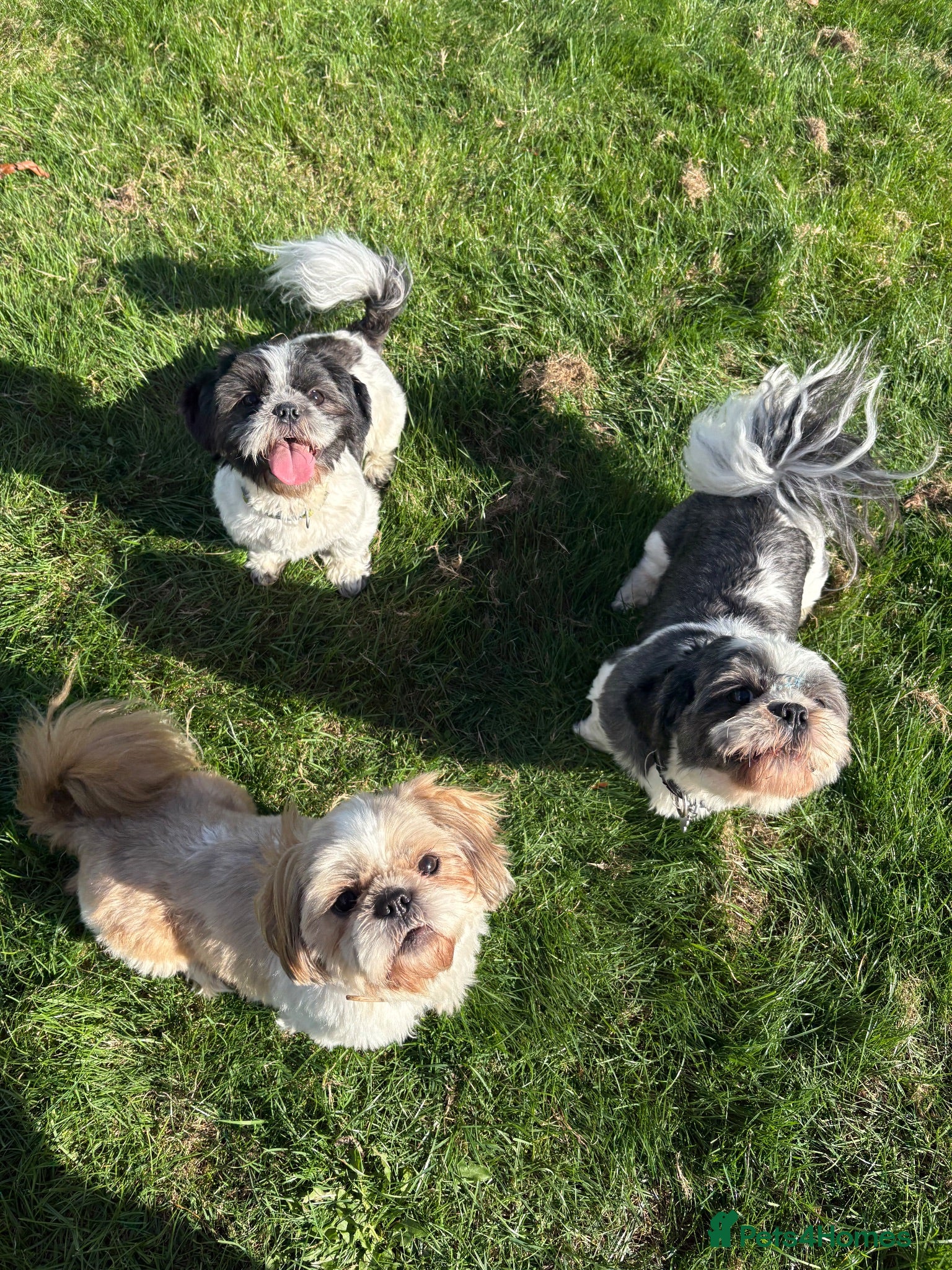 Shih Tzu dogs Five year old Shih tzu - Advert 1