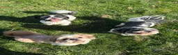 Shih Tzu dogs for sale: Five year old Shih tzu in Birmingham - Advert 1