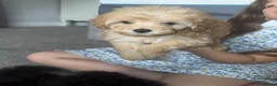 Maltipoo dogs for sale: Multipoo  - Advert 13