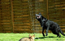 German Shepherd dogs for sale: CZECH DDR WEST GERMAN OLD BLOODLINE KC - Image 30