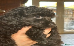 Toy Poodle dogs for sale: Adorable little toy poodle girls  - Image 3