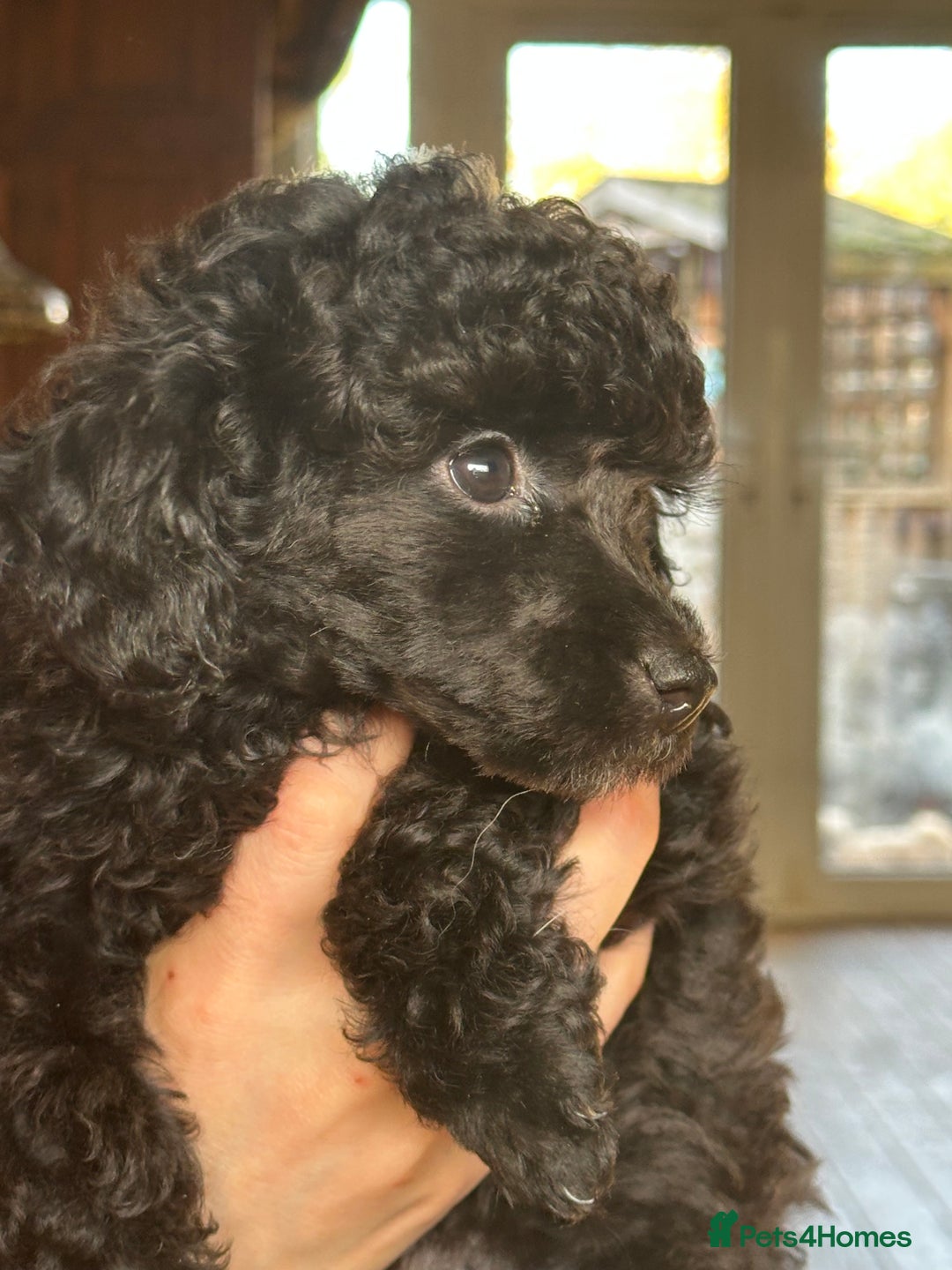 Toy Poodle dogs for sale: Adorable little toy poodle girls  - Image 3