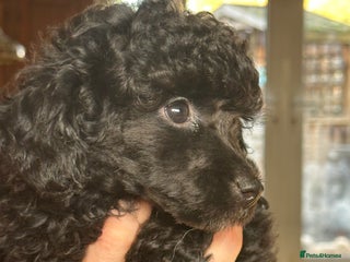 Toy Poodle dogs Adorable little toy poodle girls - Advert 1
