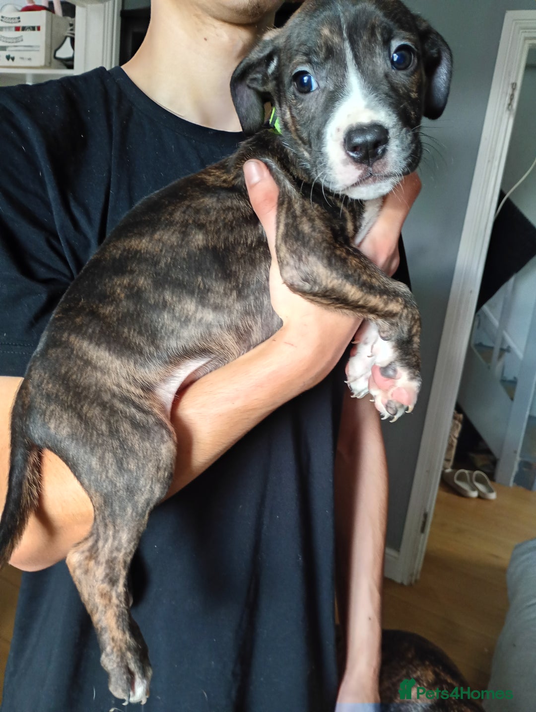 Mixed Breed dogs for sale: Mastiff cross  - Image 19