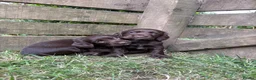 Cocker Spaniel dogs for sale: Cocker Spaniel Puppies Available  in Thirsk - Advert 4