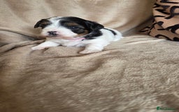 Biewer Terrier dogs for sale: Biewer Yorkshire Terrier  - Image 12