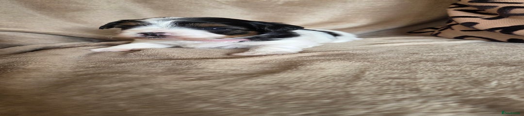 Biewer Terrier Puppy 4 light pink collar