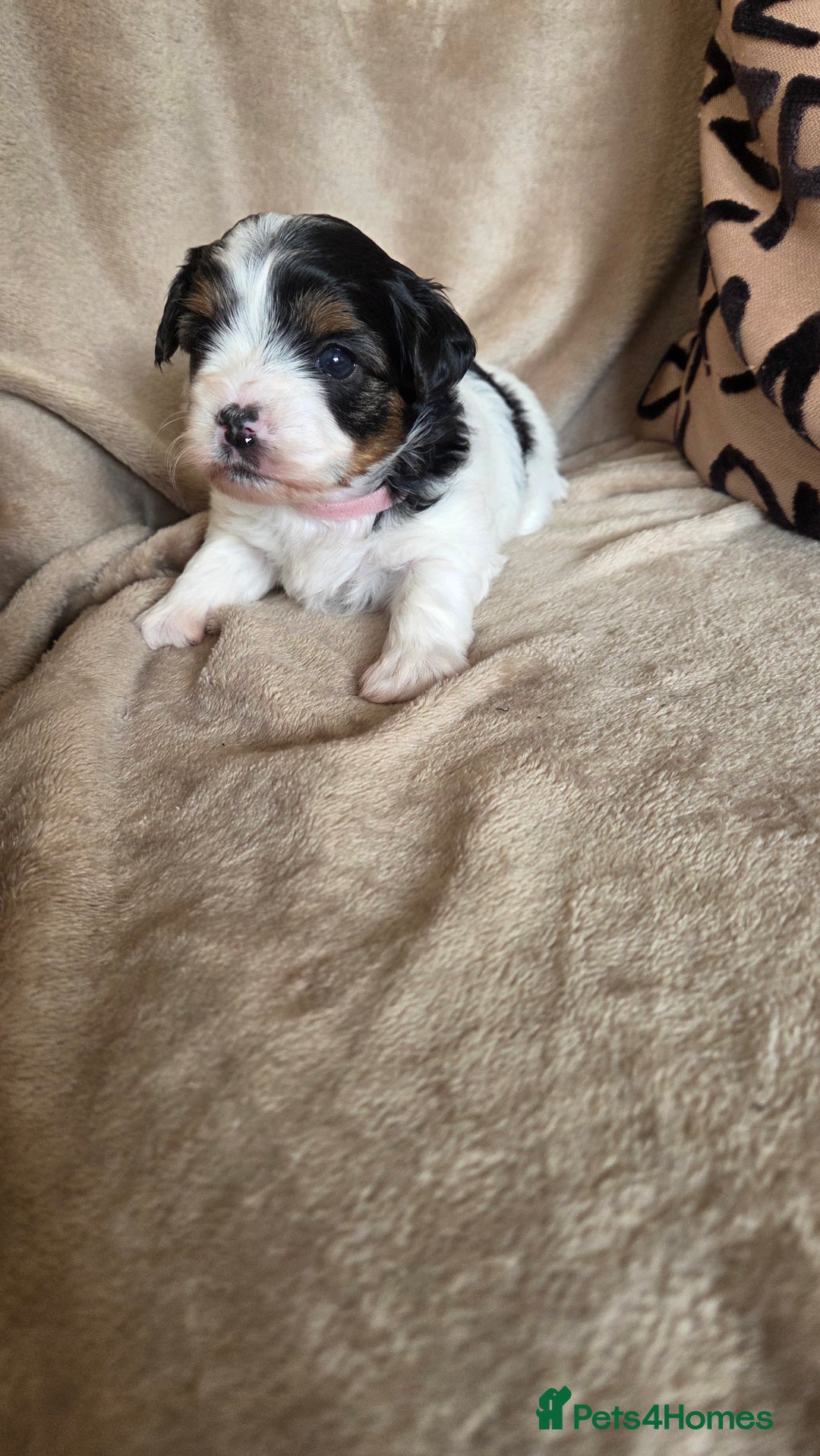 Biewer Terrier dogs for sale: Biewer Yorkshire Terrier  - Image 12