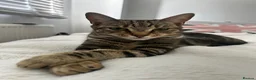 Mixed Breed cats for sale: 5 kitty’s looking for future homes in Hatfield - Advert 1