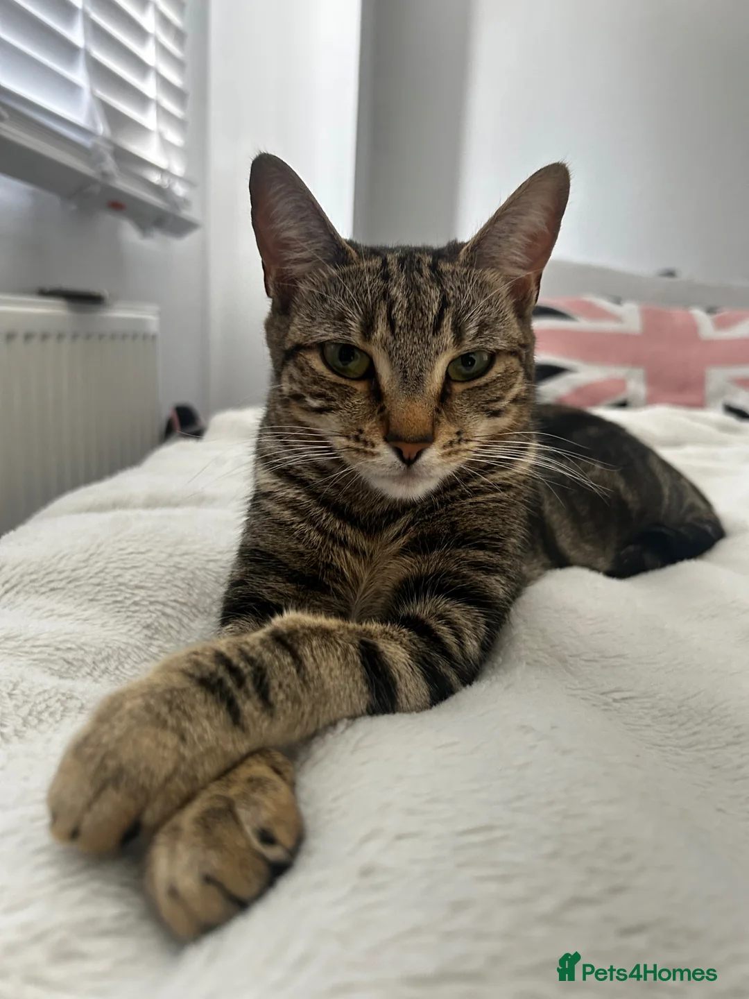 Mixed Breed cats for sale: 5 kitty’s looking for future homes in Hatfield - Advert 1