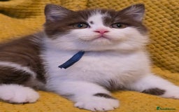 British Shorthair cats for sale: Pedigree, British Shorthair, TICA reg kittens - Image 23