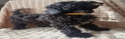 Miniature Poodle dogs for sale: Lovely mini poodles ready to go now  - Advert 6