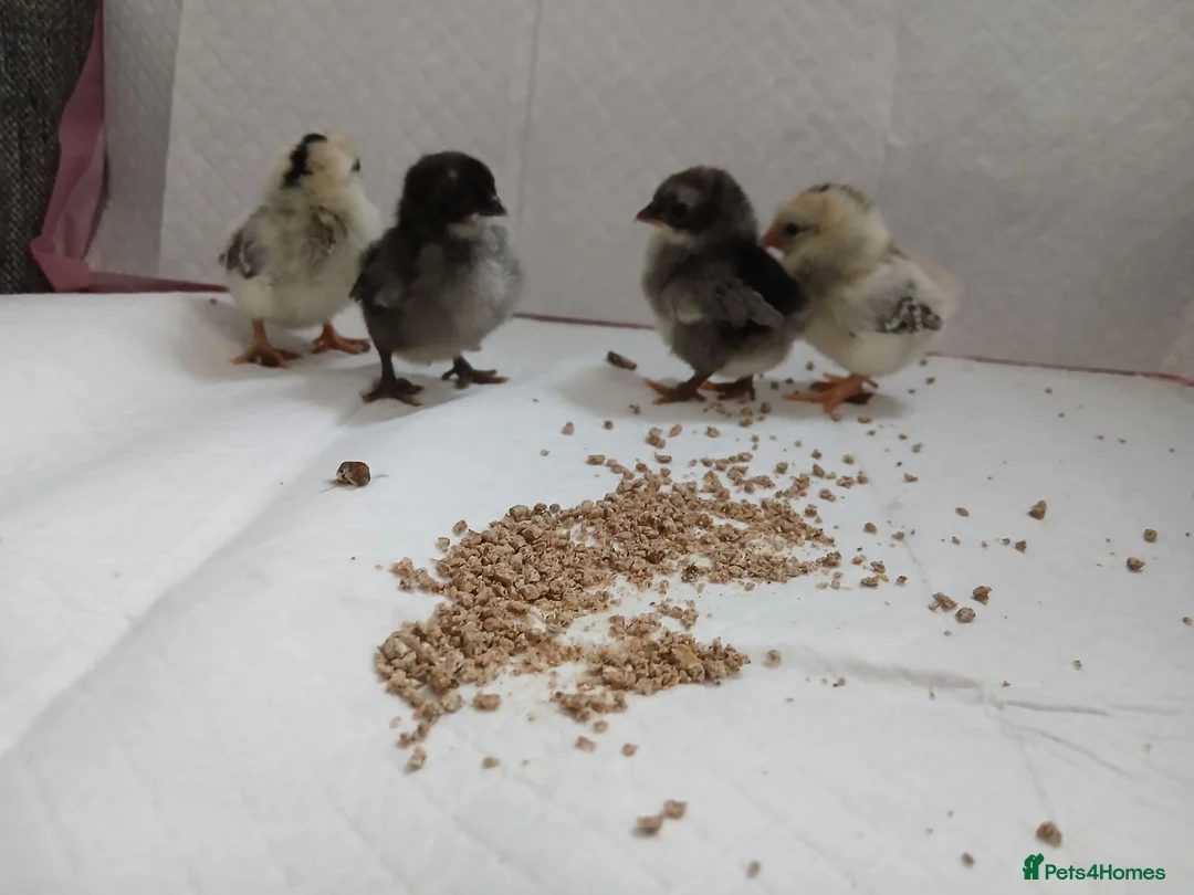 Chickens poultry for sale: Serama chicks  - Advert 3