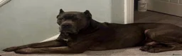 Cane Corso dogs for sale: Beautiful cane corso puppies.  in Liverpool - Advert 5