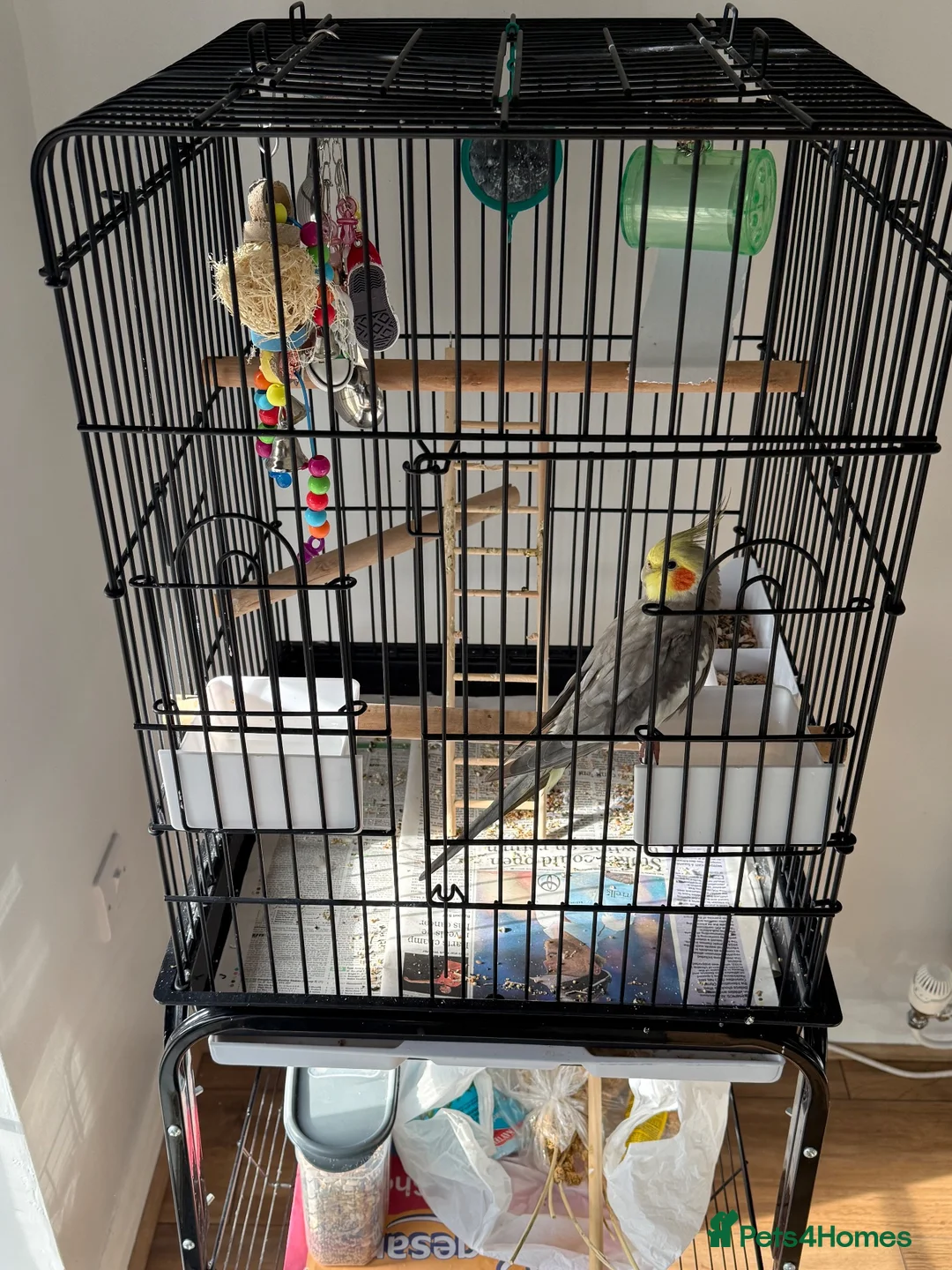 Cockatiels birds for sale: Cockatiel  - Advert 4