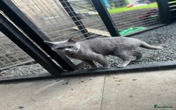 British Shorthair cats for sale: Beautiful male BSHx - Image 5