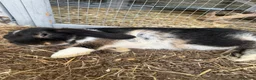Dwarf Lop rabbits for sale: Dwarf Lops - Advert 4