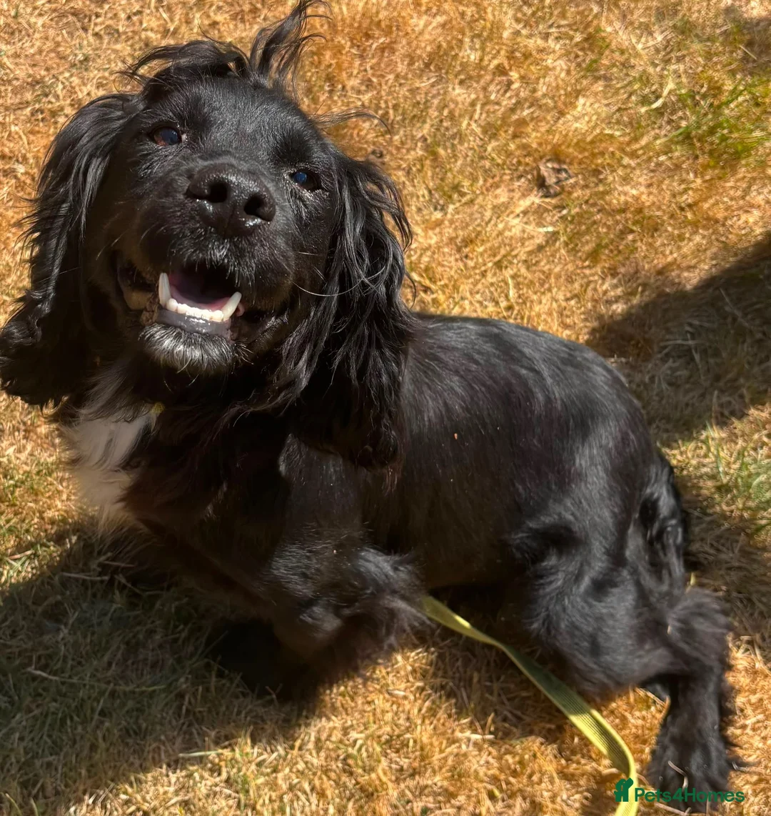 Cocker Spaniel dogs for sale: Gorgeous cocker spaniel pups - Advert 10