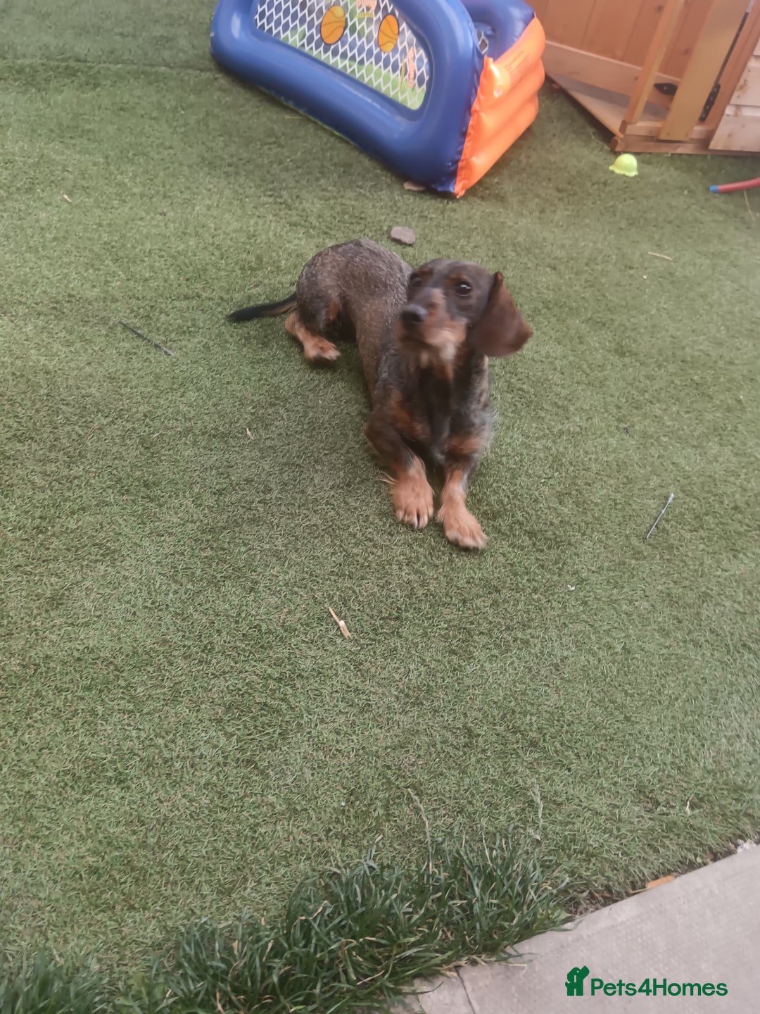 Dachshund dogs for sale: 1 year old dachshund - Advert 5